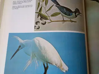 Birds of North America af Bertel Bruun