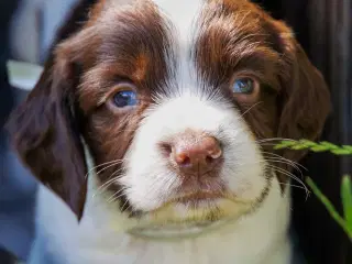 Skønne jagt og familiehunde