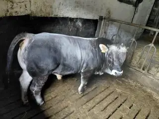 Foldtyr