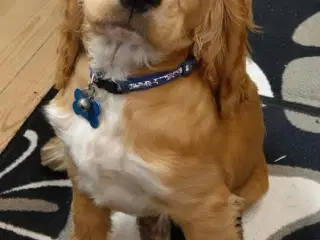 Cocker han Aske