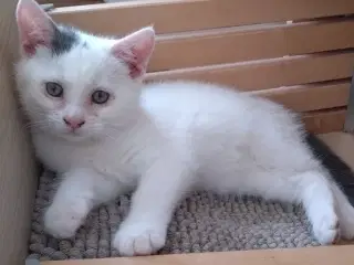 Kattekilling 