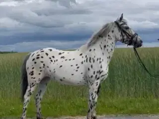 En kommende top pony