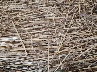 Wrap