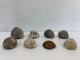 8 stk. forstenet søpindsvin (5)