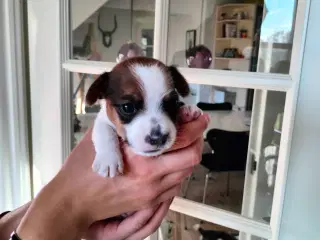 Jack Russell hvalpe