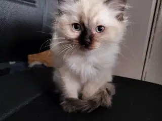 Ragdoll hun killinger 