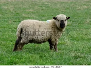 Oxforddown Besætning købes 