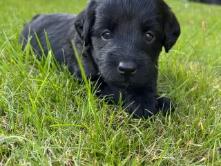 Labradoodle hundehvalpe- salgsklar 22/9