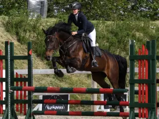 Hoppe efter Ukato/Lupicor 