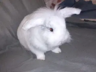 Skøn og kælen han kanin, blanding mellem løvehoved