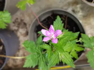 Geranium Storkenæb 