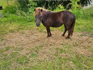 Bambi shetter hoppe 1,5 år