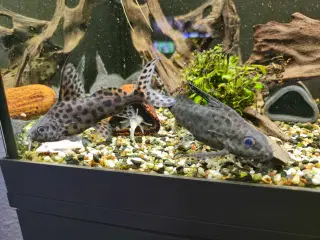 Synodontis maller