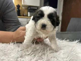 Shih Tzu hvalpe