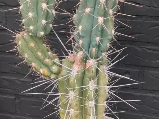 Kaktus