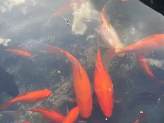 Koi karpe 