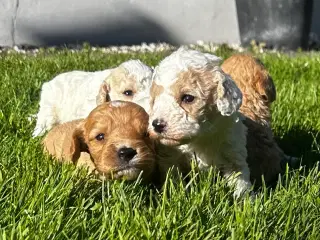 Cavapoo hvalpe 