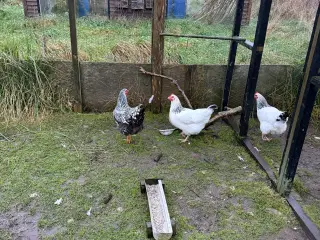 4 høns sælges samlet
