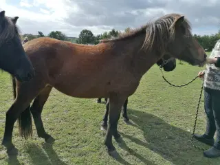 Islænder Hoppe 4 år