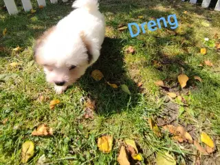Coton de tulear