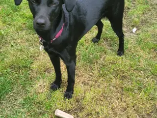 Labrador søger nyt hjem