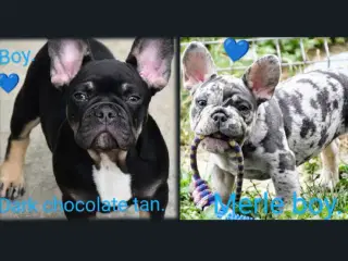 Fransk bulldog hvalpe.