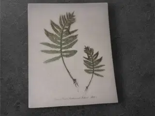 Naturlige papirark med detaljeret bregneillustrati