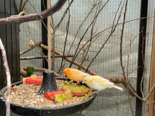 Kanariefugle orange 