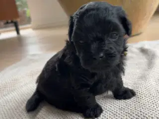 Maltipoo Toy/Micro