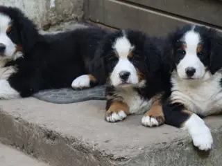 Berner Sennen hvalpe