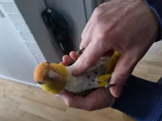 Papegøje Caique 3 år Han