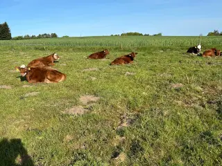 Kryds kalve