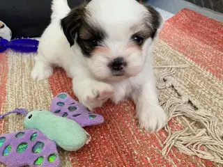 Boomer (Shih Tzu / Malteser)