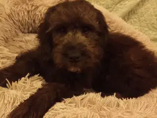 Golden Doodle 