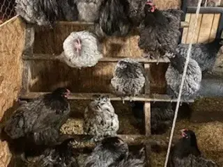 Store Orpington rugeæg & kyllinger