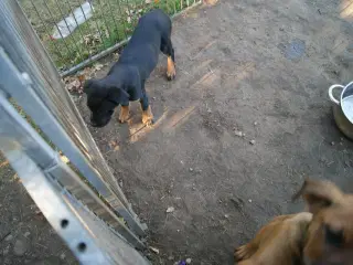 3 livlige og friske Cane Corso/ Rottweiler Hvalpe.
