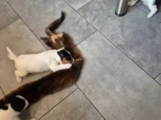 Jack Russel terrier hvalpe. født 15/1 2026.