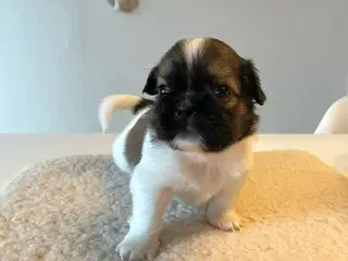 Hundehvalpe shih tzu og tibetansk spaniel