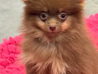 Pomerania hvalpe 1 pige tilbage 