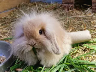 Minilop og lionlop
