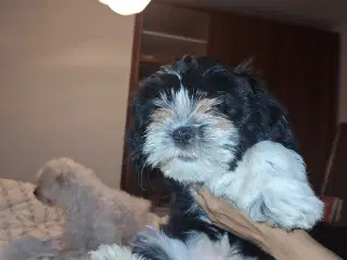 Lhasa apso / malteser