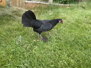 Araucana dværg høne