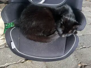 Små søde blandings kattekillinger