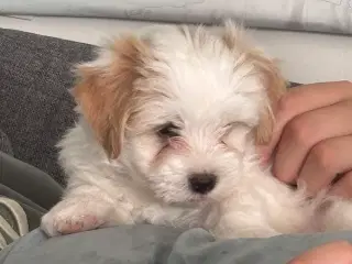Hundehvalpe 
