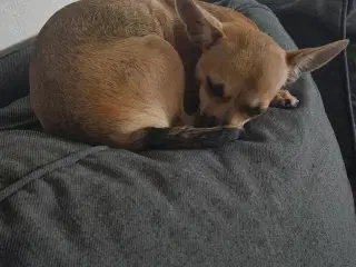 Chihuahua 