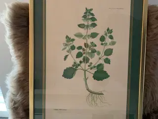 Flora Danica - Tandbæger