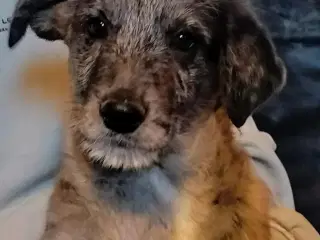 Aussie/lagotto. Skønne krøller 