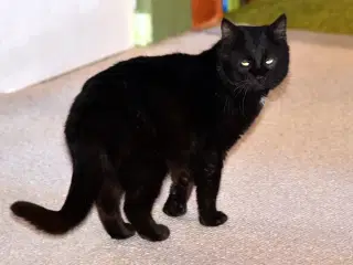 British Bombay male cat