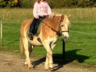 Super sød haflinger