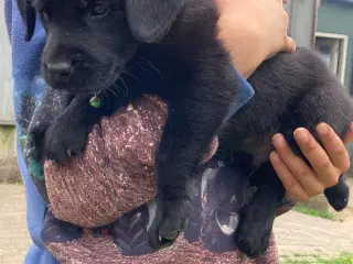 Labrador hvalpe 